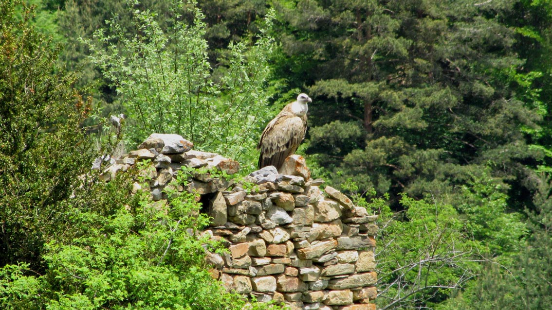 Un vautour posé sur les ruines d'une grange...