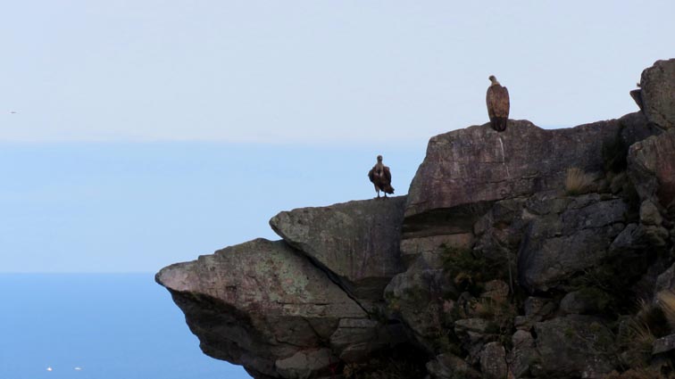 Nous observons deux vautours fauves posés sur un rocher