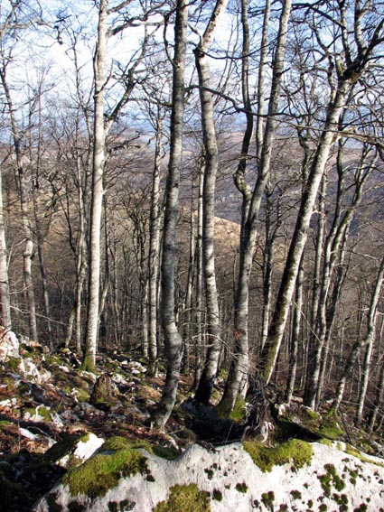 Image caractéristique du terrain lapiazé de la forêt des Arbailles.