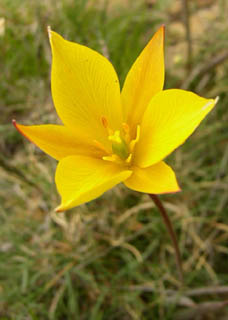 C'est pour retrouver cette fleur: la Tulipe australe, que nous sommes venu faire cette randonnée en Aragon...
