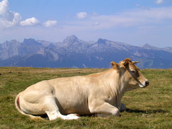 A "La Pouege", les vaches se fichent bien de la superbe vue sur le Pic d'Anie...