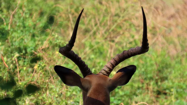Parc National du lac Manyara