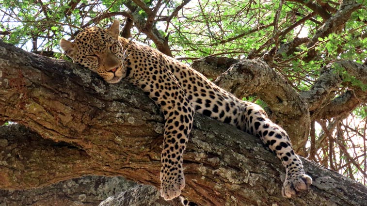 Parc National du Serengeti