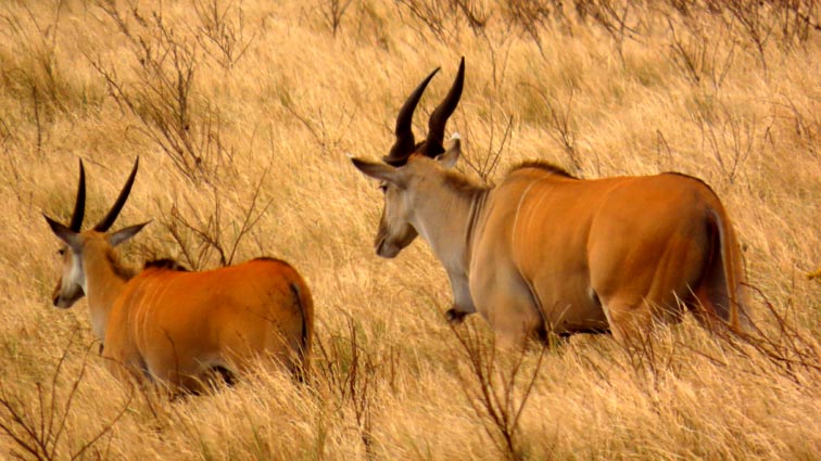 Eland du Cap