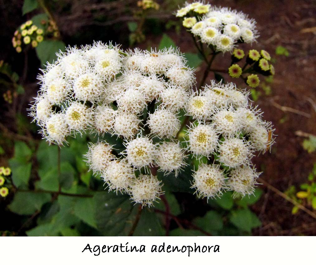 Ageratina adenophora