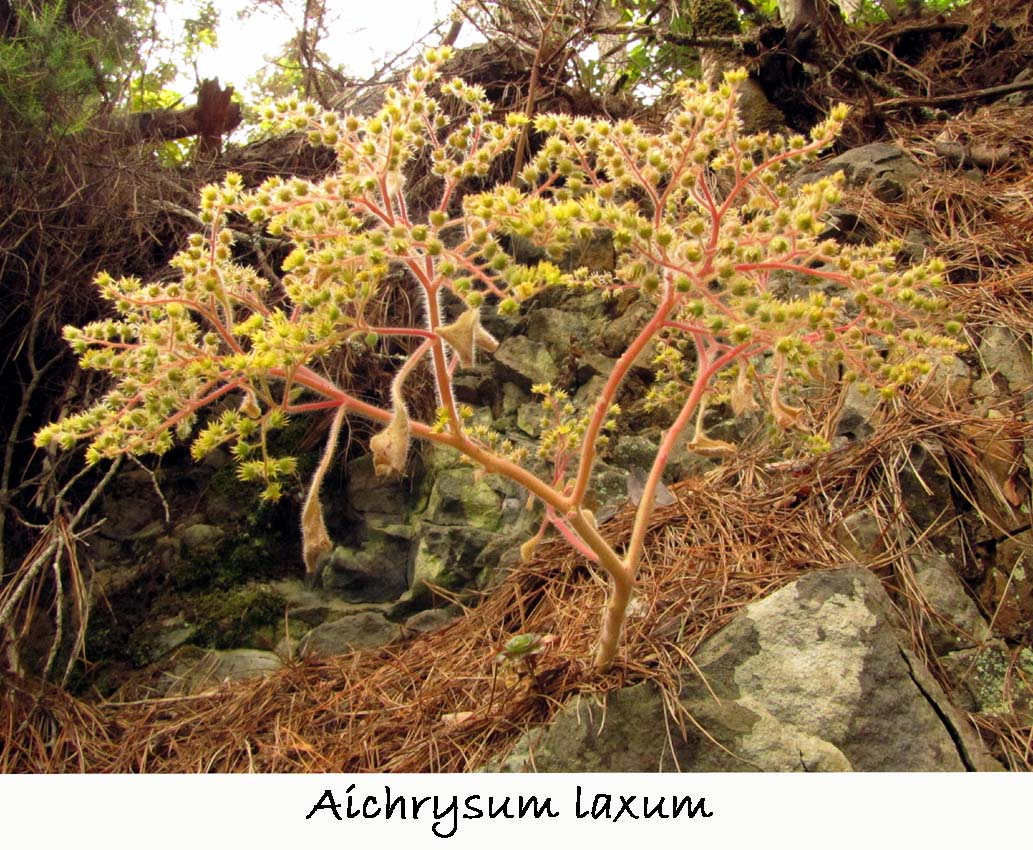 Aichrysum laxum