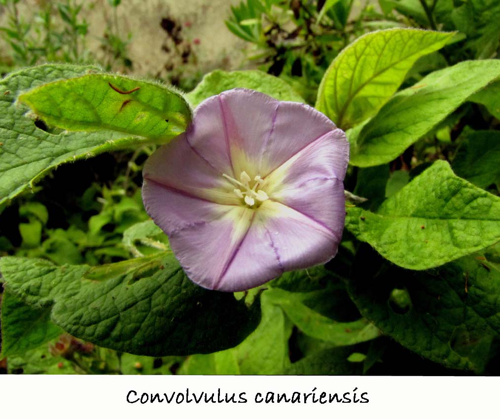 Convolvulus canariensis