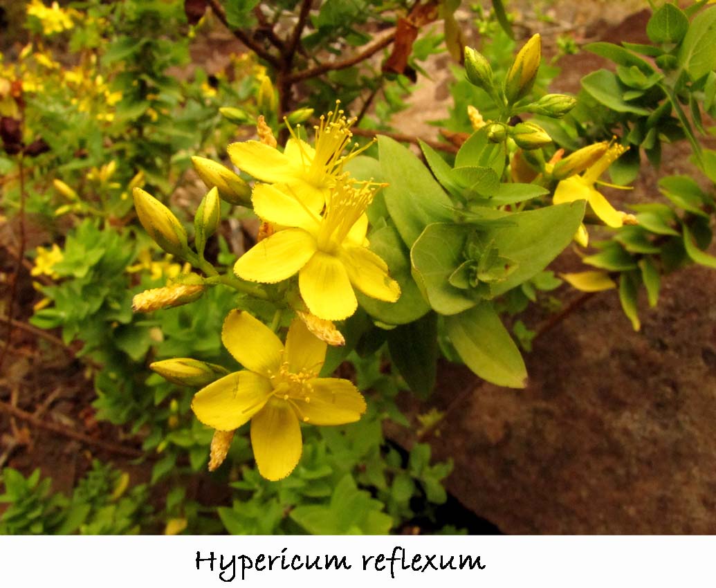 Hypericum reflexum
