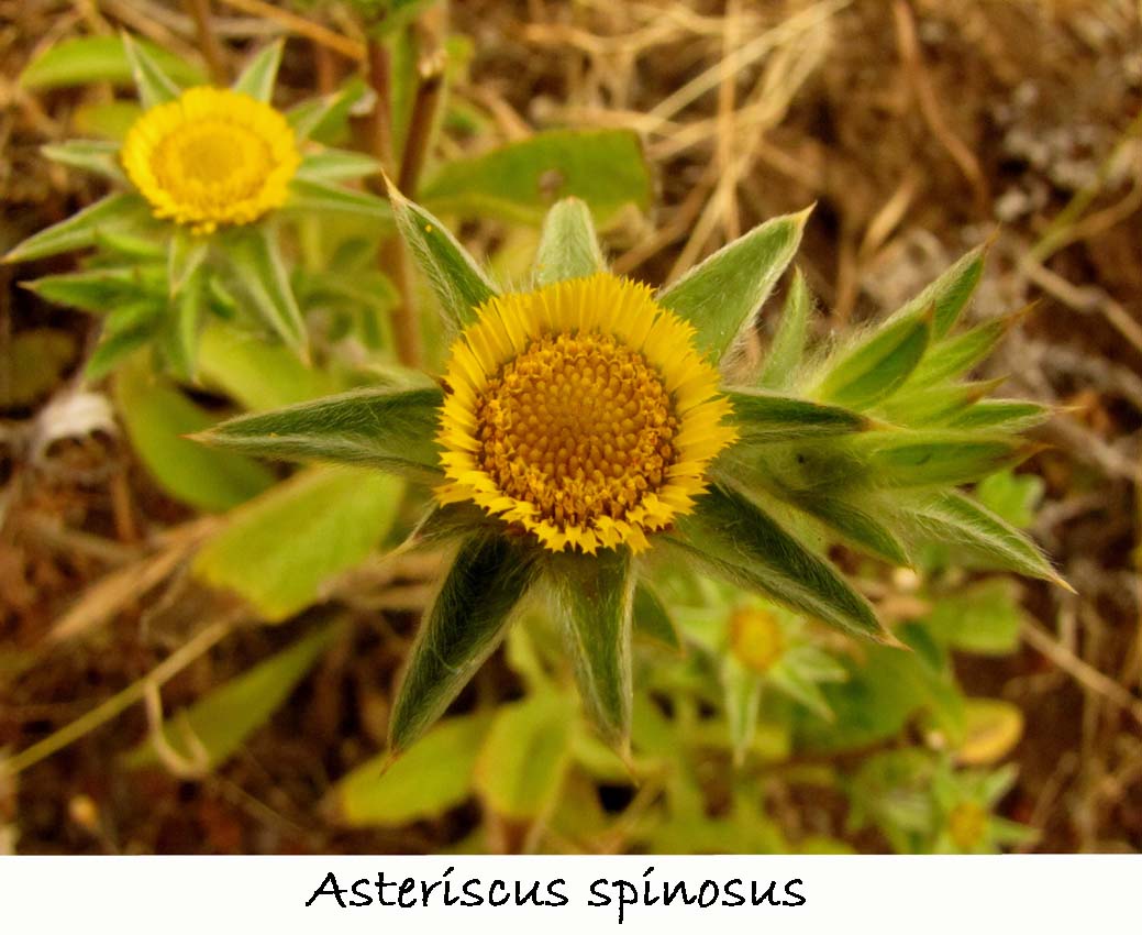 Asteriscus spinosus
