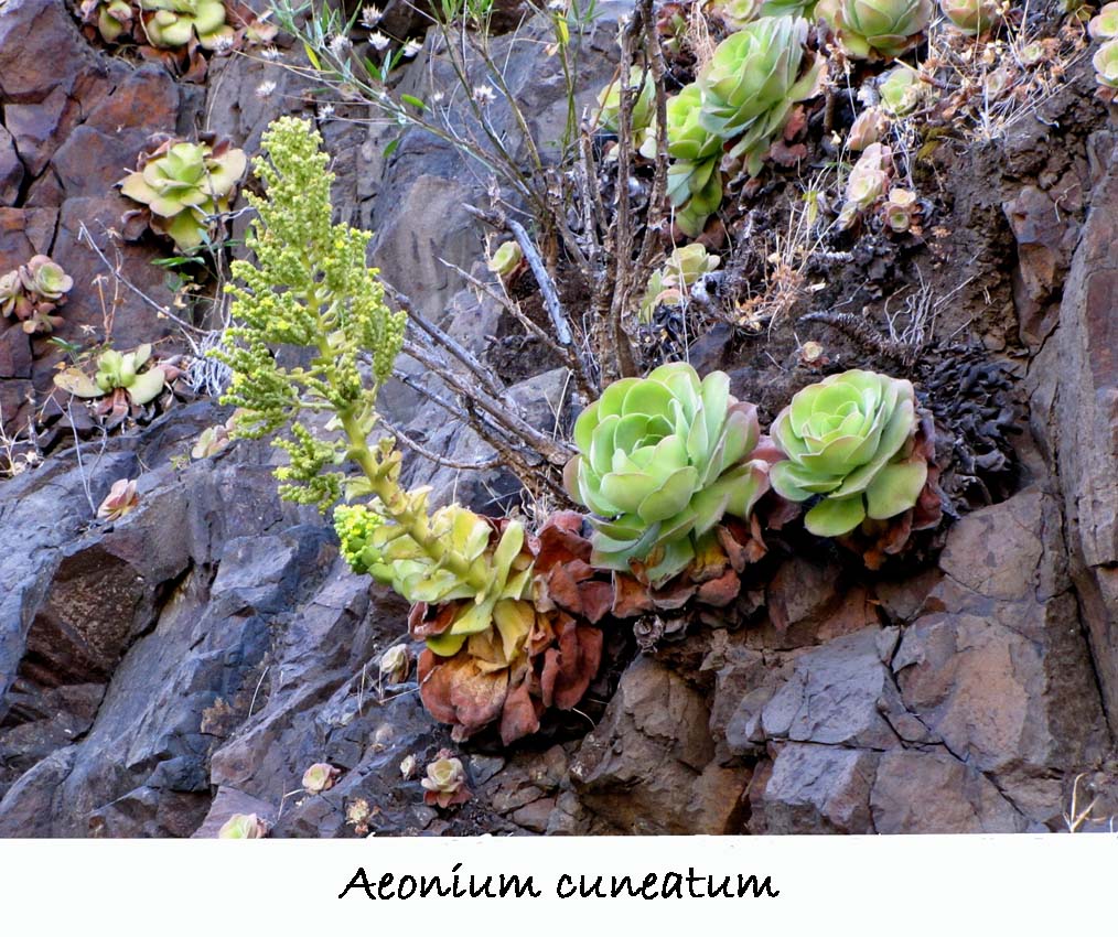 Aeonium cuneatum