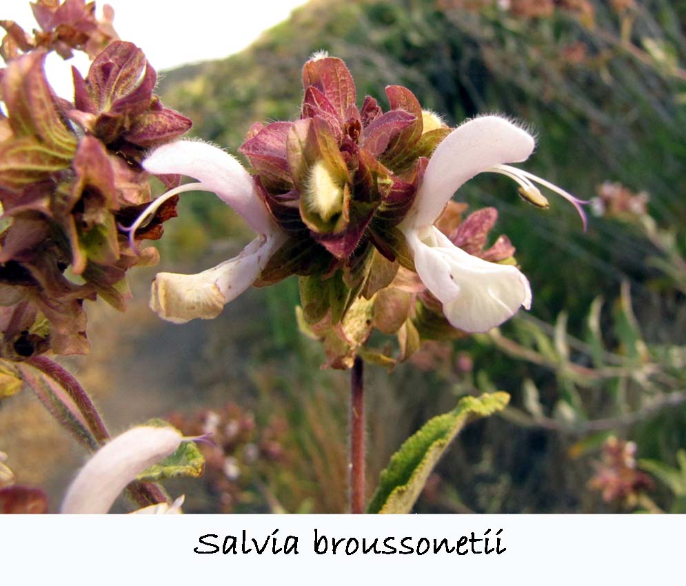 Salvia broussonetii