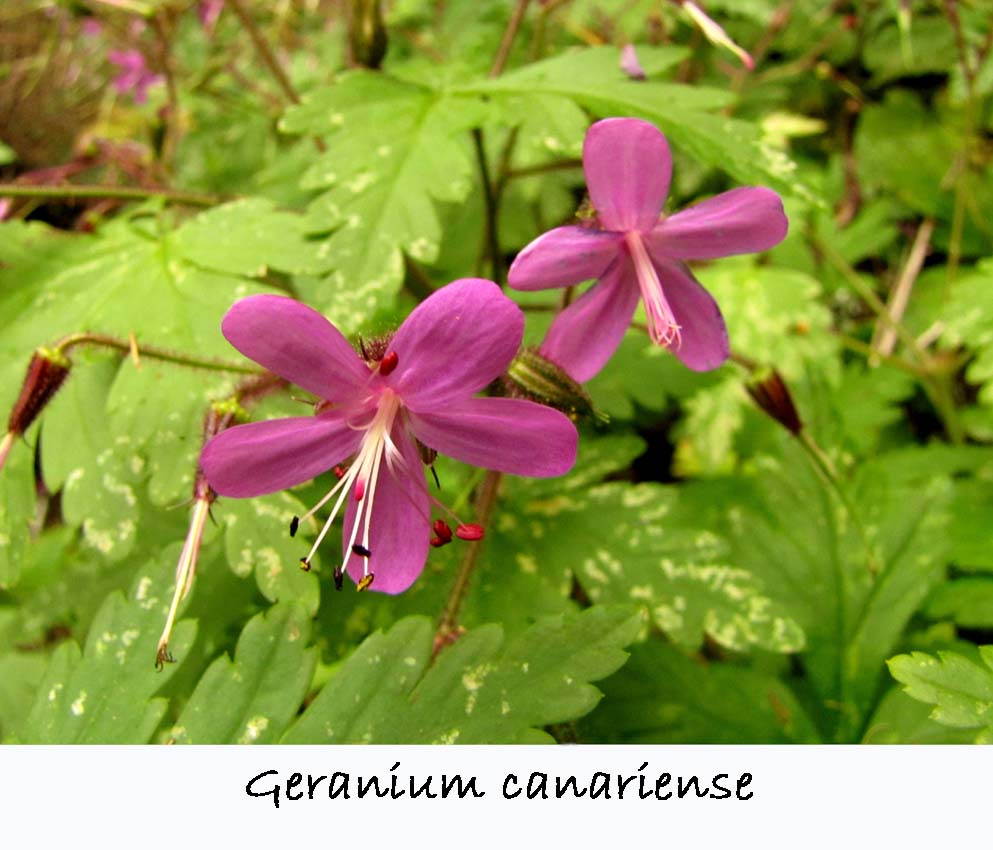 Geranium canriense