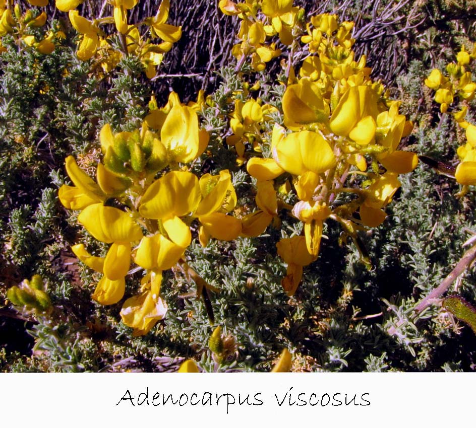 Adenocarpus viscosus