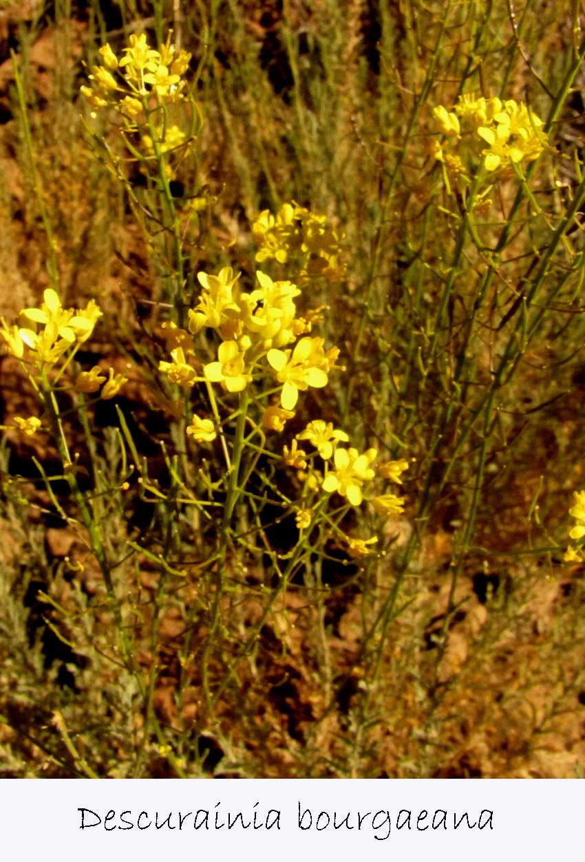 Descurainia bourgaeana