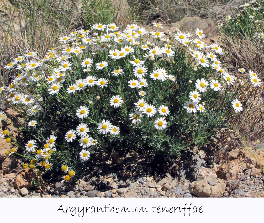 Argyranthemum teneriffae