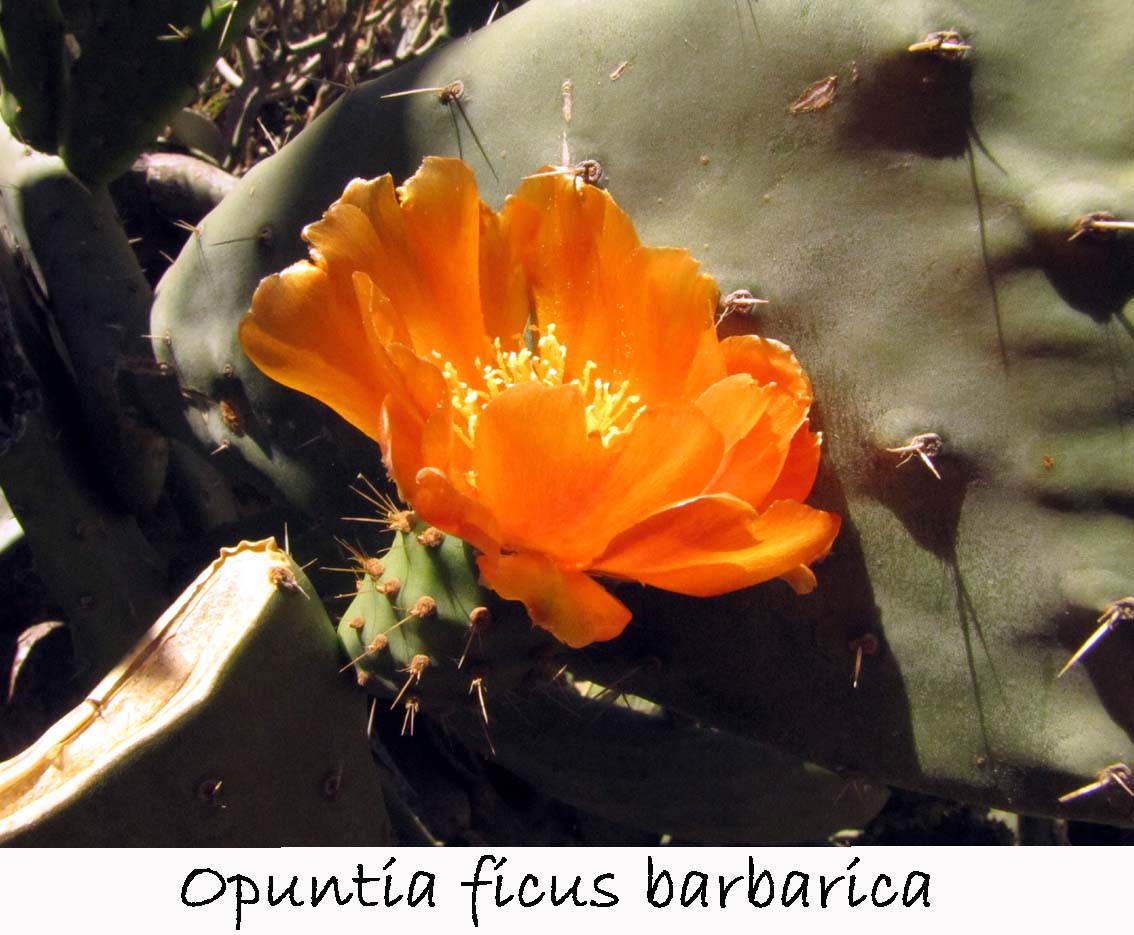 Opuntia ficus barbarica