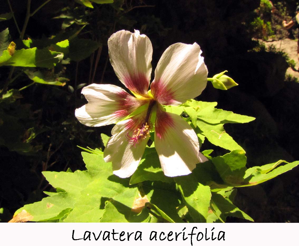 Lavatera acerifolia