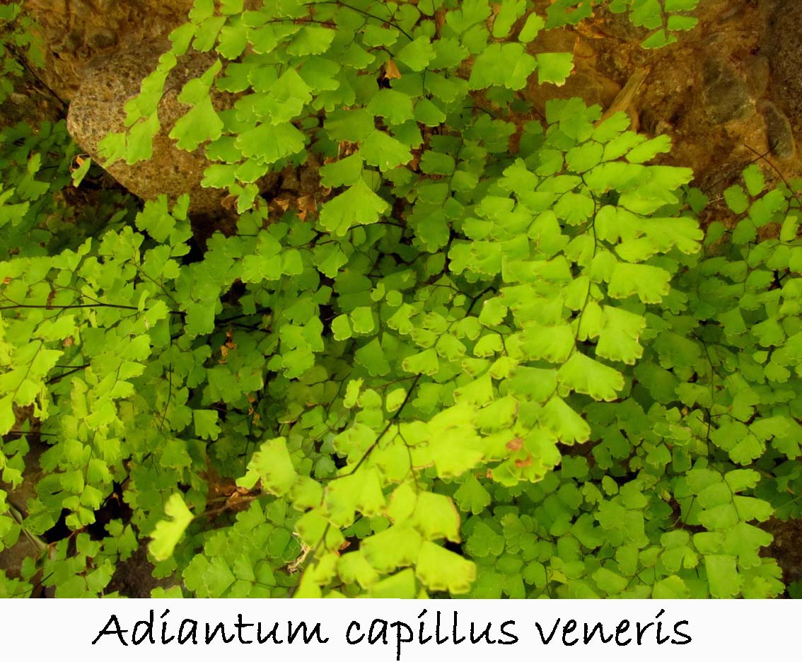 Adiantum capillus veneris