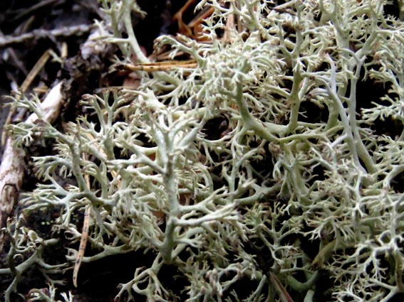 Un genre de lichen qui ressemble à une mousse blanche posée sur les rochers