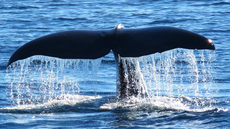 Safari baleines  Andenes