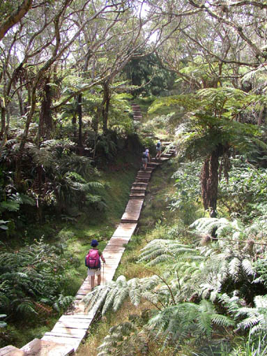 Sentier aménagé dans la forêt de Bélouve.