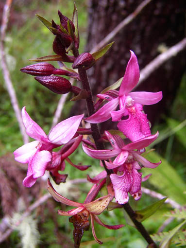 Orchidée laissant penser à un Orchys à fleurs lâches.