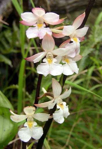 Orchidée.